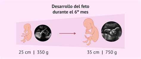 Infografía del desarrollo fetal en el sexto mes de embarazo (semanas 21-24)