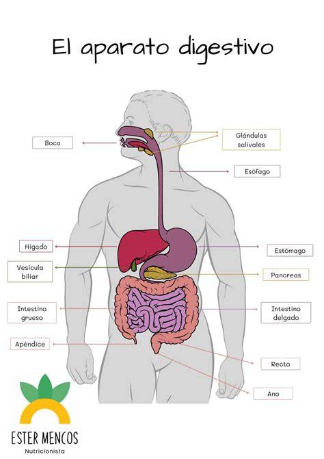 Esquema del sistema digestivo mostrando la formación de gases en el intestino grueso a través de la fermentación bacteriana.