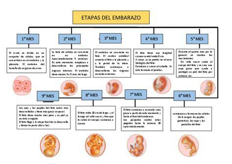 Esquema de las etapas iniciales del embarazo y la detección de hCG