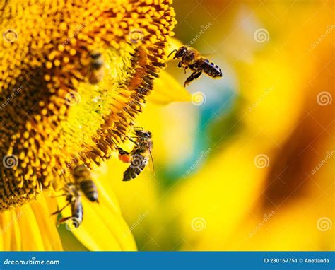 Campo de flores vibrantes y abejas obreras recolectando polen