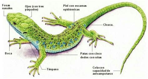 Ilustración de una salamandra mostrando su anatomía básica y cola característica.