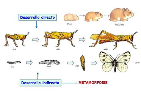 Diagrama comparativo de los ciclos de vida: desarrollo directo vs. desarrollo indirecto en salamandras.