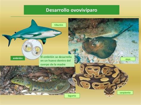 Comparativa visual de una salamandra ovovivípara y una vivípara, destacando diferencias físicas.