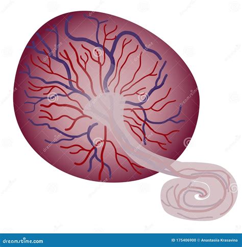 Ilustración de la placenta conectada al feto a través del cordón umbilical.