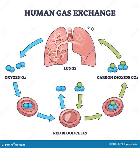 Diagrama que muestra el intercambio de oxígeno, nutrientes y desechos entre la sangre materna y fetal a través de las vellosidades coriales.
