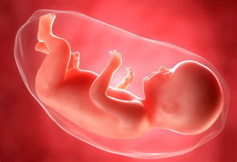 Fotografía de un parto velado, con el bebé dentro del saco amniótico.