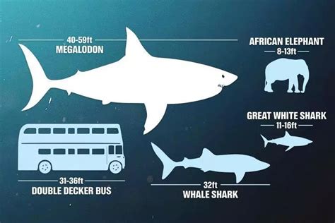 Comparación de tamaño entre un diente de Megalodón y un diente de gran tiburón blanco