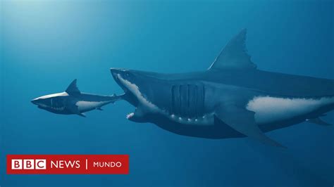 Diagrama comparativo de la velocidad de natación de Megalodón y tiburones modernos