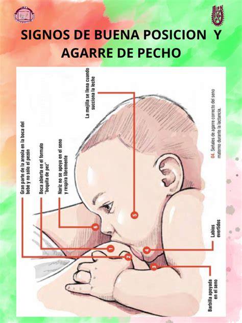 esquema visual sobre el agarre correcto (boca de pez, mentón pegado, areola visible)