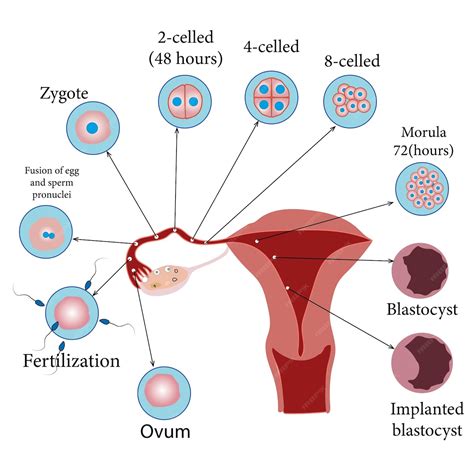 Esquema que ilustra un útero con un embrión implantado y una zona de sangrado que representa una amenaza de aborto
