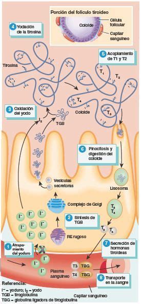 Esquema sobre el papel del yodo en la síntesis de hormonas tiroideas y su importancia en el desarrollo neurológico infantil.