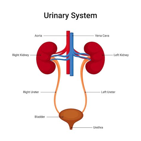 Diagrama del sistema urinario fetal con una obstrucción en la uretra