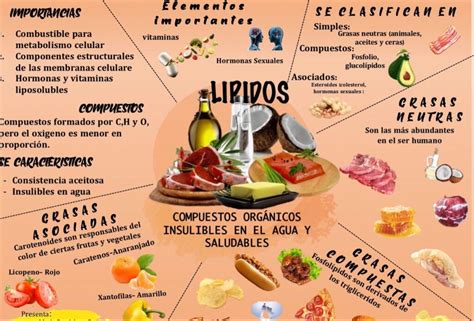Ilustración del cerebro humano destacando la importancia de los lípidos en su desarrollo.