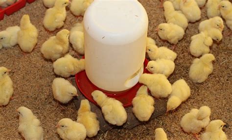 Imagen de pollitos recién nacidos secándose bajo una lámpara de calor