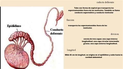 Esquema de la anatomía masculina con énfasis en los conductos deferentes