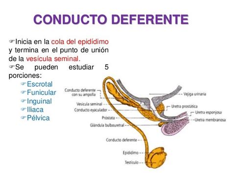 Ilustración de un conducto deferente reconectándose a través de tejido cicatricial