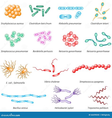 Ilustración de bacterias comunes que causan gastroenteritis en niños
