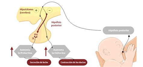 Gráfico que ilustra el ciclo de producción de leche materna, destacando la influencia de la succión del bebé y las hormonas prolactina y oxitocina.