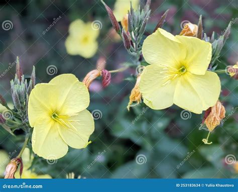 Esquema de la planta Oenothera biennis y sus semillas