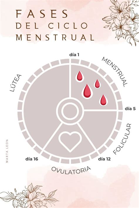 Diagrama de las fases del ciclo menstrual y el momento óptimo para tomar aceite de onagra