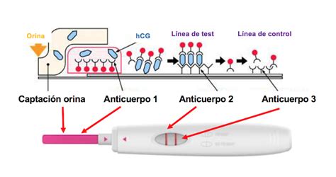 Esquema de cómo funciona un test de embarazo de orina y la detección de la hormona hCG