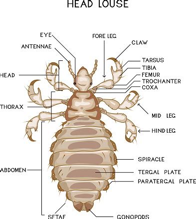 Ilustración detallada de un piojo de cabeza humano, mostrando sus patas y aparato bucal.