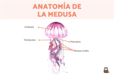 Esquema de las partes de una medusa y su ciclo de vida