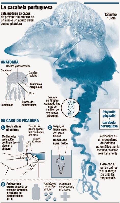 Infografía comparativa entre una medusa común y una carabela portuguesa