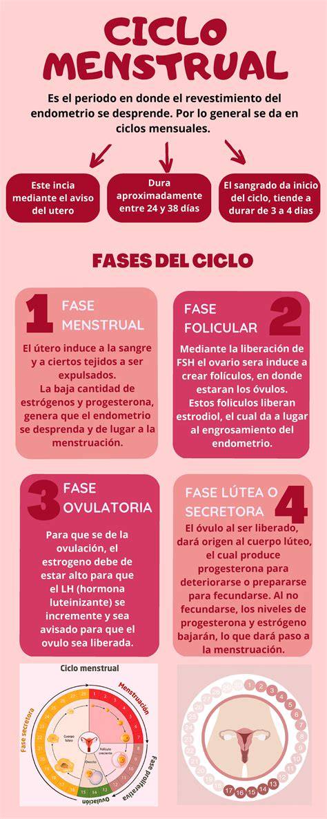 Infografía: Ciclo menstrual normal y sus fases.