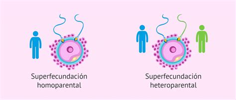 Infografía mostrando los pasos para la superfecundación heteropaternal