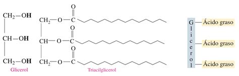 Estructura molecular de un triglicérido mostrando la posición sn-2 (beta)
