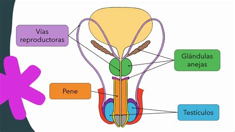 diagrama del sistema reproductor masculino indicando posibles puntos de afección