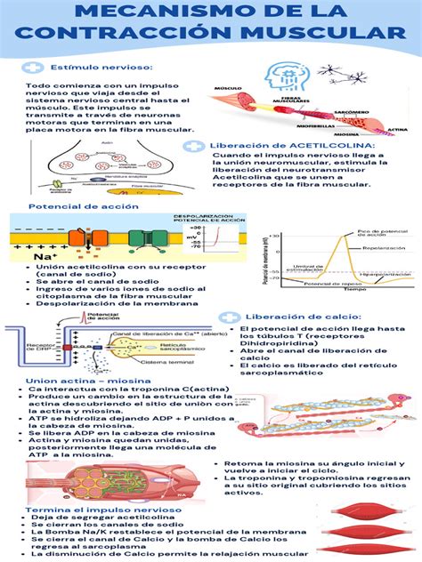Infografía explicando el mecanismo de acción del Botox a nivel muscular
