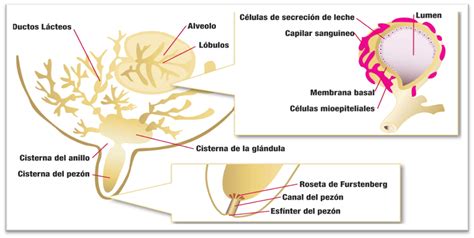 Ilustración de la glándula mamaria de una vaca con sus componentes principales.
