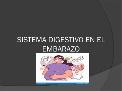 Esquema ilustrativo del sistema digestivo durante el embarazo, mostrando la presión uterina sobre el estómago e intestinos.