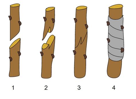 Diagrama del proceso de injerto de cabello (rooting) en un bebé reborn