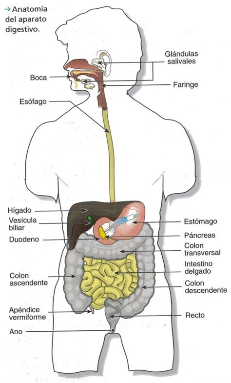 Esquema del sistema digestivo humano con énfasis en el estómago y el intestino
