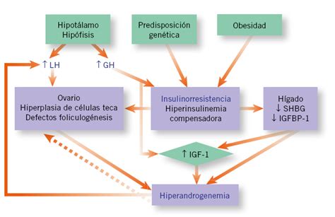 Esquema de las manifestaciones del hiperandrogenismo