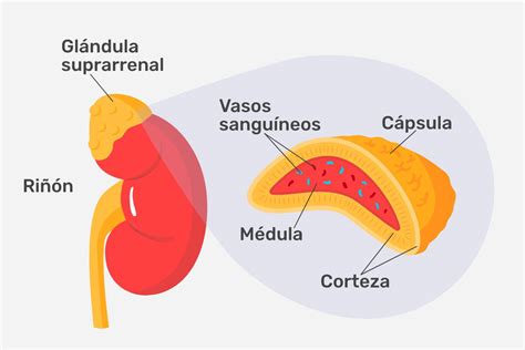 Esquema de la esteroidogénesis y las glándulas suprarrenales