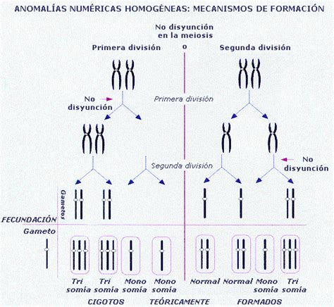 esquema de anomalías cromosómicas causantes de aborto