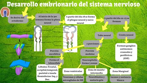 Esquema del desarrollo del sistema nervioso fetal en relación con la percepción del dolor