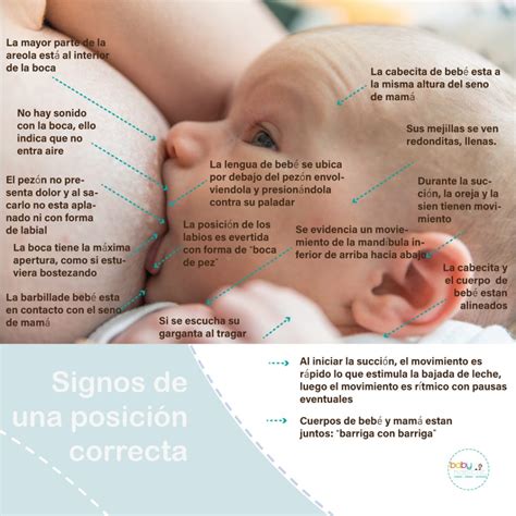 Esquema detallado de un bebé amamantando con un agarre correcto, mostrando la posición de la boca, lengua y areola.