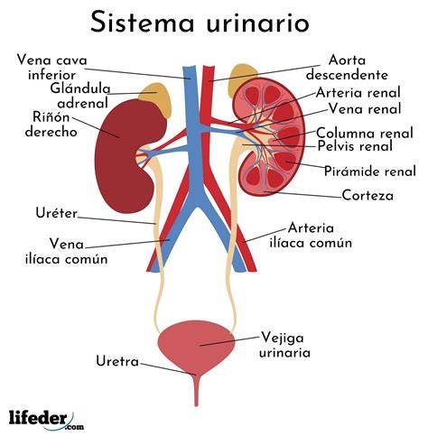 Esquema del sistema urinario femenino y útero durante el embarazo