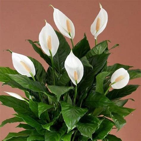 Foto de una planta Cuna de Moisés (Lirio de Paz) con su característica flor blanca