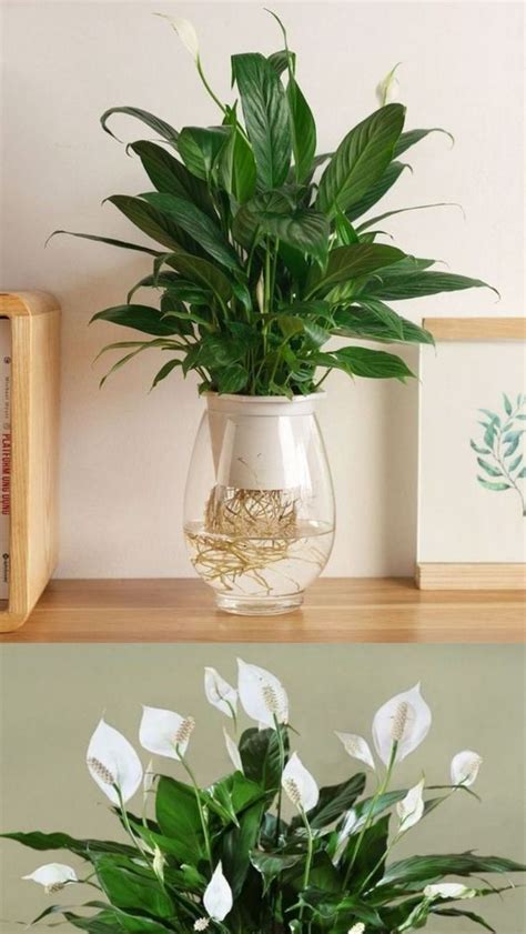 Foto de un esqueje de Cuna de Moisés en un recipiente de cristal con agua