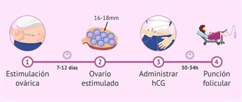 Diagrama explicativo de las fases de la estimulación ovárica controlada en FIV