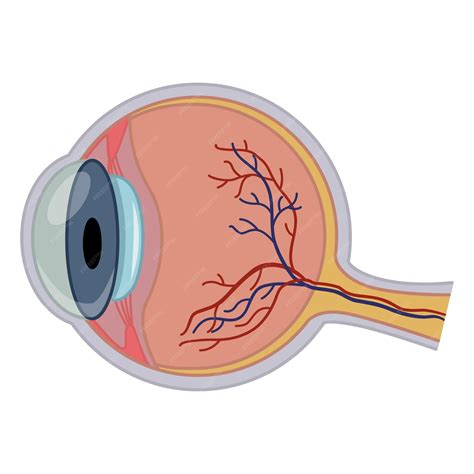 Ilustración de la anatomía del ojo y un vaso sanguíneo obstruido