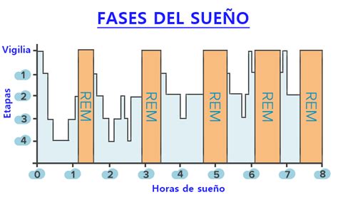 Esquema de las fases del sueño y dónde ocurren los terrores nocturnos