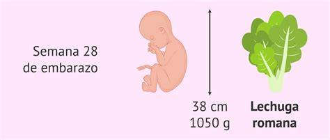 Esquema visual del tamaño del feto a las 28 semanas, comparado con una fruta o verdura como una berenjena.