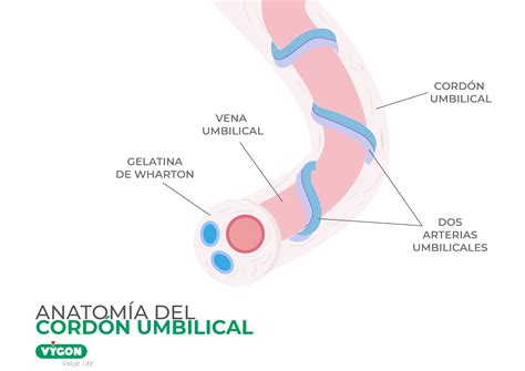 Esquema del cordón umbilical mostrando la vena y las arterias umbilicales, junto con la gelatina de Wharton.
